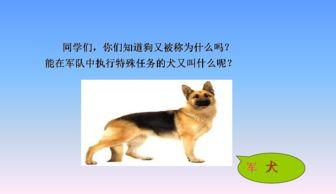 军犬黑子教学视频,揭秘军犬训练的奥秘与技巧
