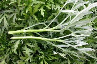 芦蒿种植视频,从播种到收获的绿色之旅