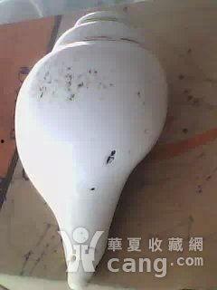 左旋螺视频,揭秘神奇生物的旋转之谜