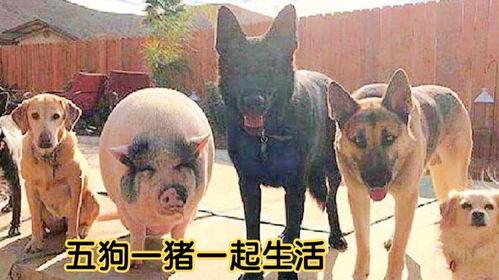 大狗配猪成功视频,一场跨越物种的浪漫邂逅