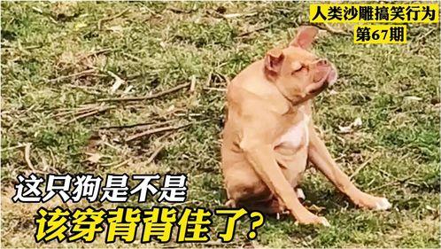 狗的搞笑视频,萌态百出，笑料连连