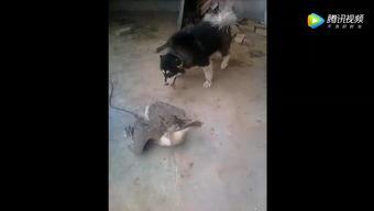 鹅表演视频,一场别开生面的表演盛宴