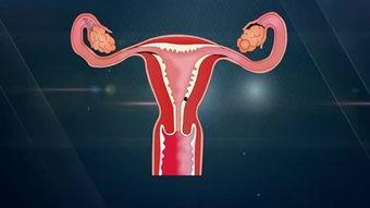 正常子宫视频,透过视频探索女性生殖奇迹